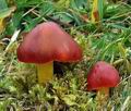 Hygrocybe_punicea_bv8896