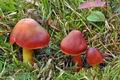 Hygrocybe_punicea_cr6785