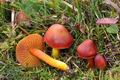 Hygrocybe_punicea_cr6805