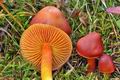 Hygrocybe_punicea_cr6806