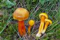 Hygrocybe_quieta_cr5311s