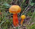 Hygrocybe_quieta_cr5323