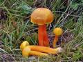 Hygrocybe_quieta_cr5325