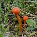 Hygrocybe reidii bi4734