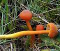 Hygrocybe reidii bi4746