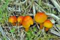 Hygrocybe_reidii_cr5360