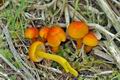 Hygrocybe_reidii_cr5364