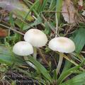 Hygrocybe_russocoriacea_aj3791