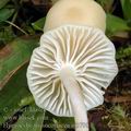 Hygrocybe_russocoriacea_aj3798