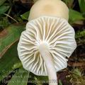 Hygrocybe_russocoriacea_aj3798