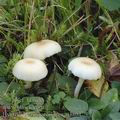 Hygrocybe_russocoriacea_aj3804