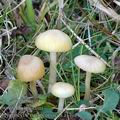 Hygrocybe_russocoriacea_aj4011