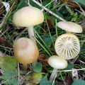 Hygrocybe_russocoriacea_aj4016