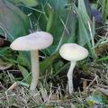 Hygrocybe_russocoriacea_aj4018