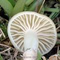 Hygrocybe_russocoriacea_aj4027