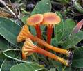 Hygrocybe turunda bv5931