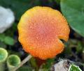 Hygrocybe turunda bv5934