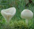 Hygrocybe_virginea_ac8505