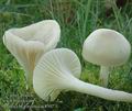Hygrocybe_virginea_ac8507