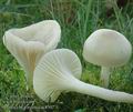 Hygrocybe_virginea_ac8507