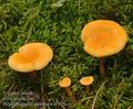 Hygrophoropsis_aurantiaca_a7125