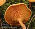 Hygrophoropsis_aurantiaca_a7129