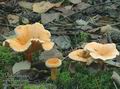 Hygrophoropsis_aurantiaca_a7290