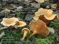 Hygrophoropsis_aurantiaca_a7291