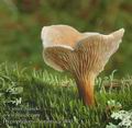 Hygrophoropsis_aurantiaca_a8432