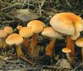 Hygrophoropsis_aurantiaca_ac9270