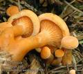 Hygrophoropsis_aurantiaca_ac9281