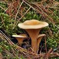 Hygrophoropsis_aurantiaca_bm9011