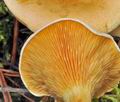 Hygrophoropsis_aurantiaca_bm9016