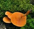 Hygrophoropsis aurantiaca bv2257