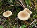 Hygrophoropsis_pallida_bs6691