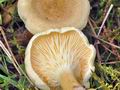 Hygrophoropsis_pallida_bs6700