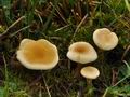 Hygrophoropsis_pallida_ca4095