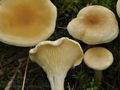 Hygrophoropsis_pallida_ca4108