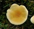 Hygrophoropsis_pallida_ca4111