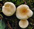 Hygrophoropsis_pallida_ca4116