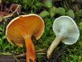 Hygrophoropsis_pallida_ca4181