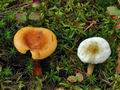 Hygrophoropsis_pallida_ca4191