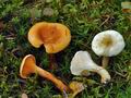 Hygrophoropsis_pallida_ca4197