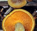 Hygrophoropsis_rufa_bs8771