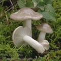 Hygrophorus_agathosmus_aj3319