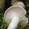 Hygrophorus_agathosmus_aj3327