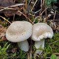 Hygrophorus_agathosmus_bm7478