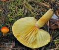 Hygrophorus_aureus_bp4290