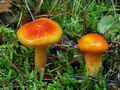 Hygrophorus_aureus_ca4377