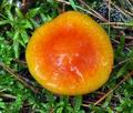 Hygrophorus_aureus_ca4381